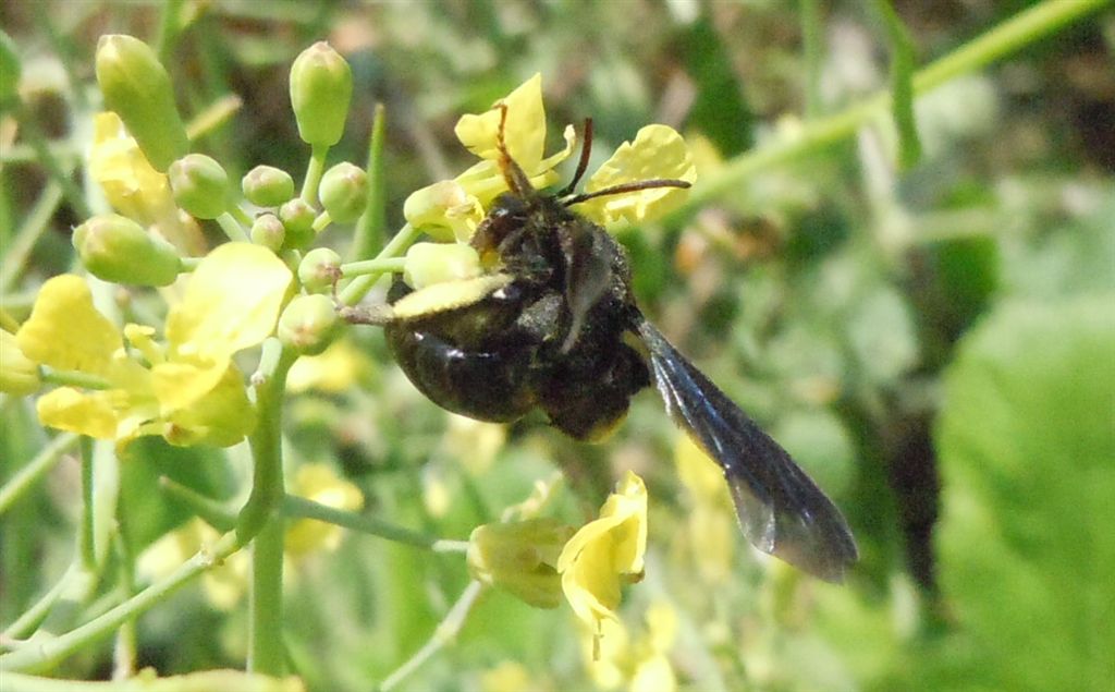 Andrena morio?